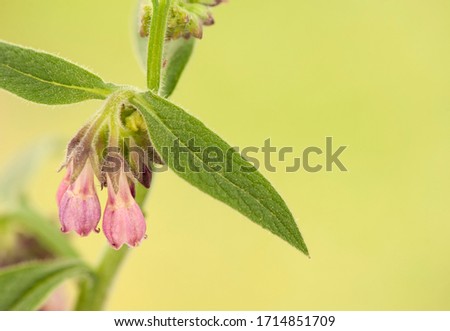 Flower of a comfrey on green blurred background. Symphytum officinale