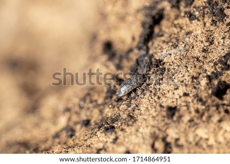 Insect woodlouse creeps on a sand hill