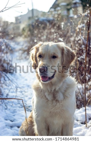 Golden Retriever Vanessa enjoys the first snow