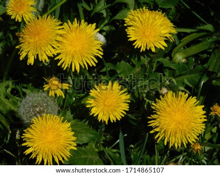 dandelion with yellow blossoms. this picture was taken in the area "Altes Land" in Germany 