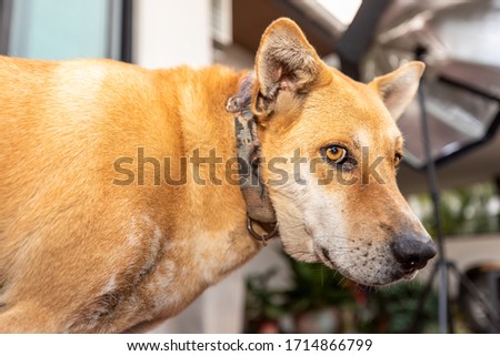 A brown dog,It is looking at something.Background is blurred.