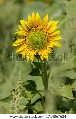 isolated sunflower under the summer sun on a sunflower farm. village of Cardeñadijo, Burgos, Spain