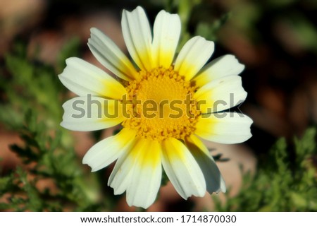 Closeup of a white and yellow daisy in spring                             