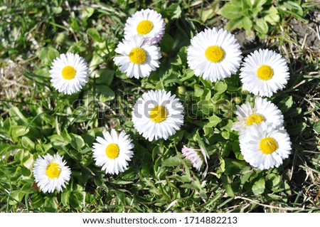 White daisy flowers blossomed in the sun.