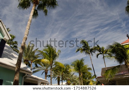Coco nut tree with sky and cloud background