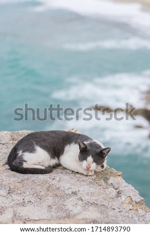 sleeping cat next to a cliff in Ikaria