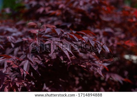 Detailed view of red maple leaves. (Acer palmatum)