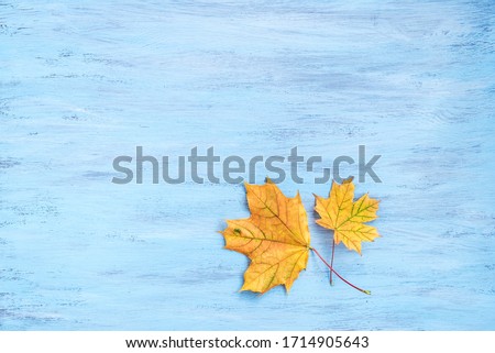 Yellow maple autumn leaves on blue wooden backdrop.. Top veiw, flat lay, copy space.