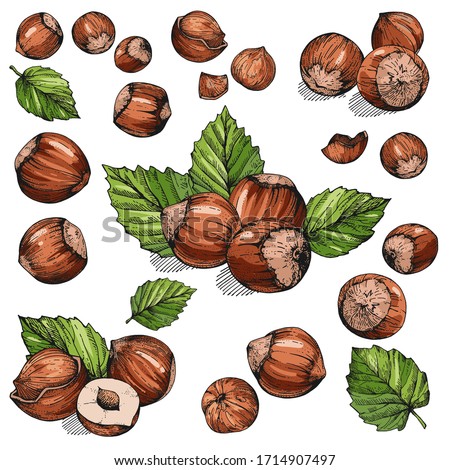 Vector set of hand-drawn hazelnuts. Hazelnut in color. The fruits of walnut shells and leaves. Collection of isolated objects. Sketches of nuts. Illustration for advertising design, menu, packaging Royalty-Free Stock Photo #1714907497