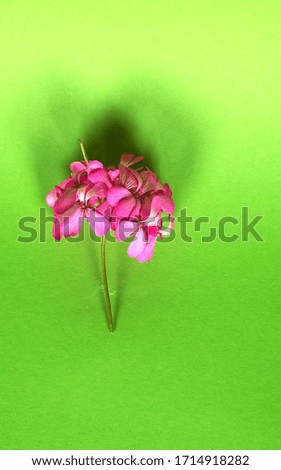 Daisy flower isolated on bright pink background. spring flowers. Floral background