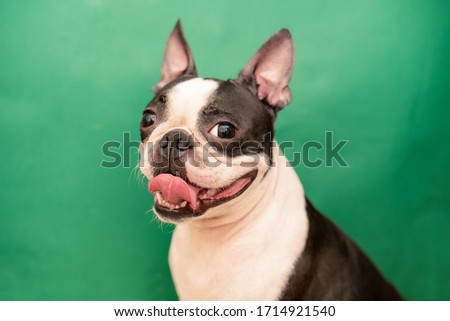 A funny, happy Boston Terrier dog with a smile and protruding tongue on a green background.