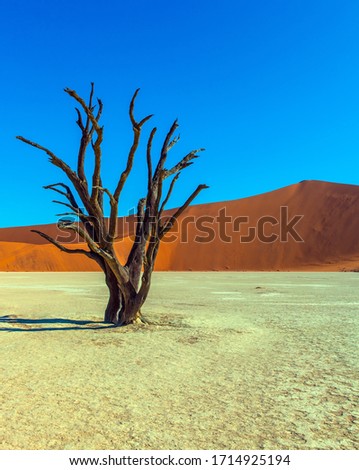 The bottom of the dried lake Sussussflay. Clay plateau in the part of the Namib Naukluft desert.  Dead lake with dead trees. Sunny morning. The concept of exotic, extreme and photo tourism