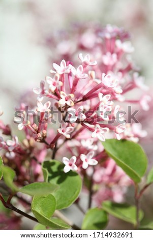Syringa vulgaris macro flower family oleaceae background high quality prints