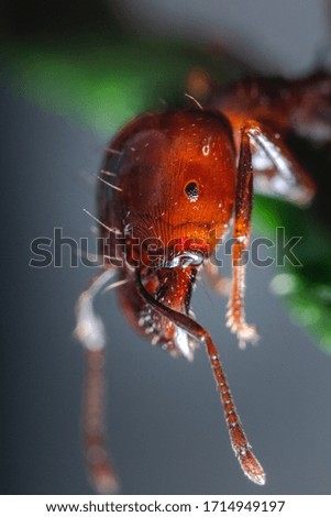 Up close photo of red ant