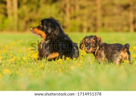 male  hovawart and puppy wire-haired dachshund, the little dog turns and the older one forms the background