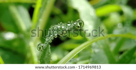 Dew Drops. Morning dew drops sparkle on green grass leaves exposed to tropical sunlight. Macro Photography.