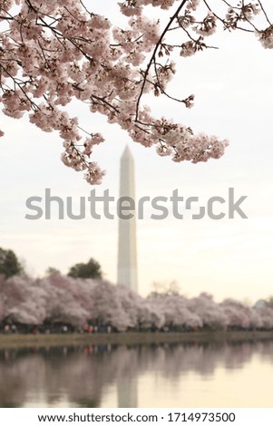 Washington Monument Cherry Blossoms in Washington, DC