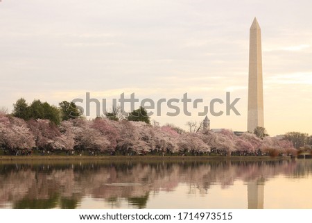 Washington Monument Cherry Blossoms in Washington, DC