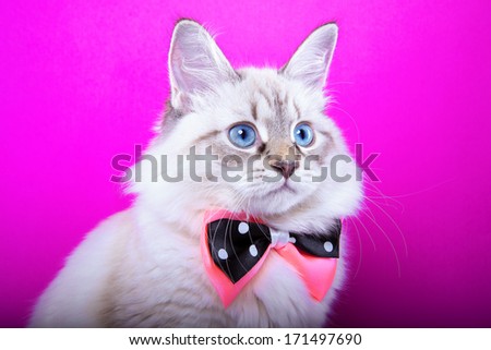 Stylish little cat with nice pink bow-tie is isolated on a purple background.