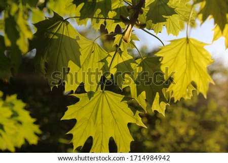 Pale green spring leaves on a tree branch in the rays of the setting sun