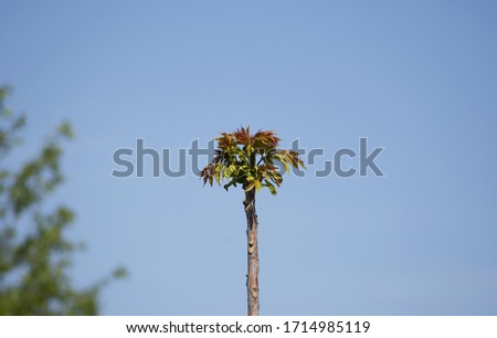 a young tree with a fresh leaves on a top and with a blue sky in background