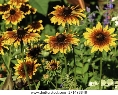 Rudbeckia yellow flowers in a park. Photo for backgrounds