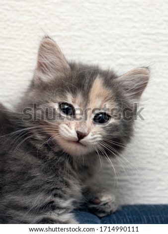 Little gray kitten with a funny face after sneezing.