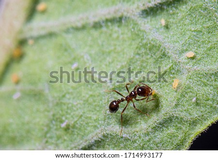 An ant and some aphids on a green leave.