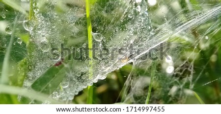 Dew Drops. Morning dew is isolated in the spider's web. Macro Photography.