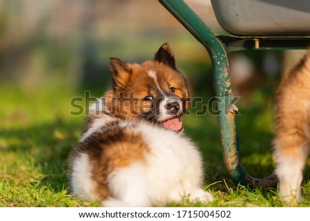 picture of an elo puppy lying beside a wheel barrow