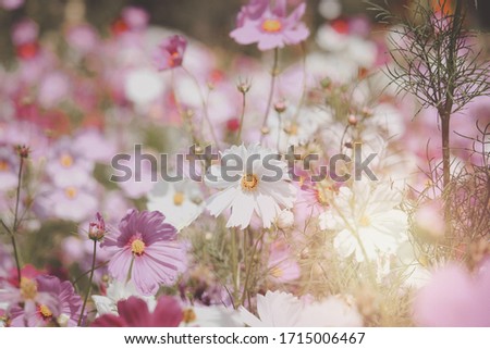 White and pink cosmos flower blooming cosmos flower field, beautiful vivid natural summer garden outdoor park image.