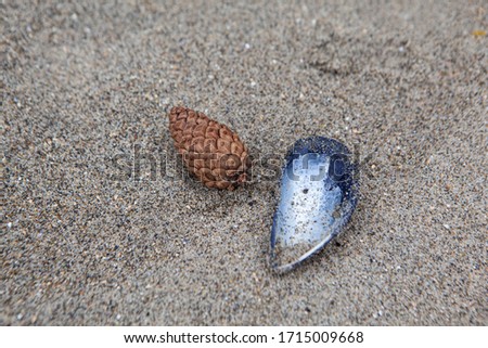 A picture of a seashell and pinecone