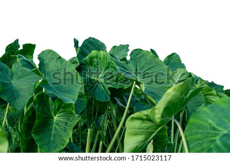 Taro leaves( giant taro leaves)  isolated on white background.Tropical exotic foliage
