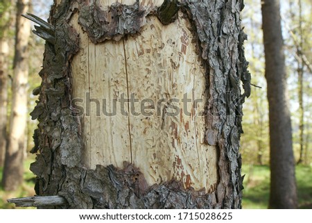 corridors carved by bark beetles on a tree trunk Royalty-Free Stock Photo #1715028625