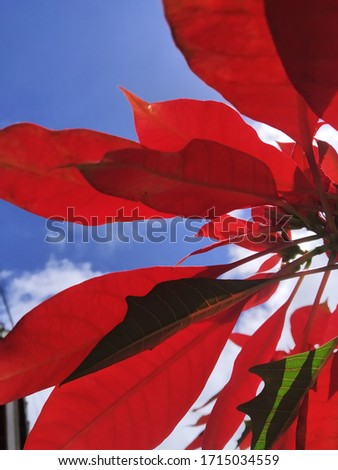 Red poinsettia flower star at the garden. Many Star flowers in garden, close up, vertical