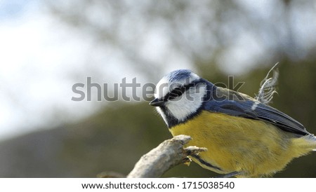 Blue Tit sitting in a hedge 