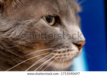 Portrait of a cat, showing his whiskers