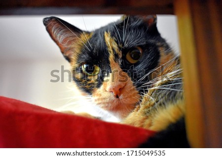 Multicolored shorthair home cat: black, brown, white, yellow and orange