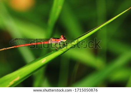 Macro picture of dragonfly in the nature for background