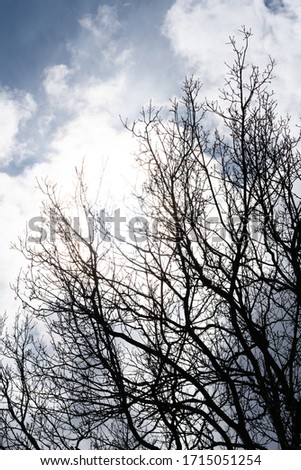 black tree branches against the blue sky
