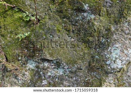 Green moss on stone texture and background