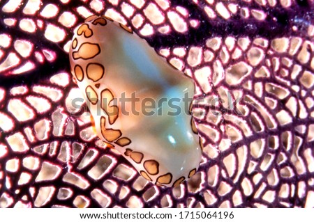 This flamingo tongue snail, Cyphoma gibbosum, was photographed while eating the common sea fan, Gorgonia ventalina, underwater, offshore of Cozumel, Mexico, at a depth of 12m, or about 40 feet.  