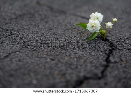 Beautiful resilient flower growing out of crack in asphalt  Royalty-Free Stock Photo #1715067307