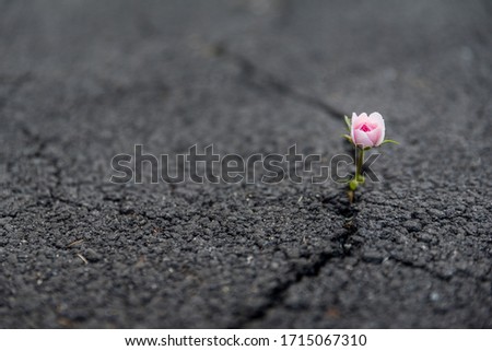 Beautiful resilient flower growing out of crack in asphalt  Royalty-Free Stock Photo #1715067310