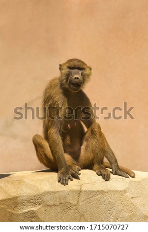 The Guinea baboon, savanna baboon (Papio papio) in zoo of Paris.