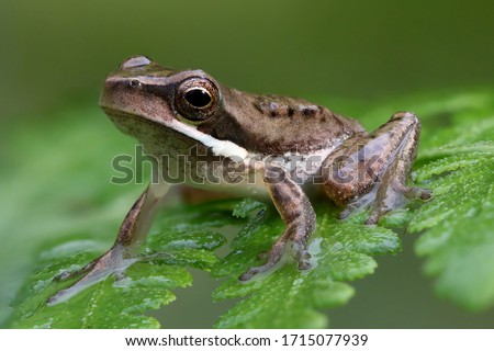 Dwarf Tree Frog resting on fern frond Royalty-Free Stock Photo #1715077939