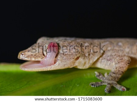 Gecko licks it's eye as it waits for potential prey to pass by.