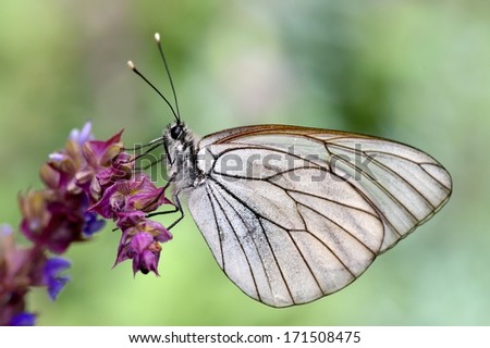 butterfly in natural habitat in spring (aporia crataegi)
