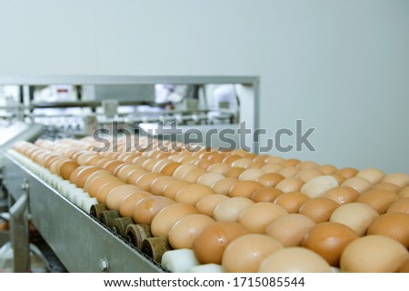 Eggs on the production line