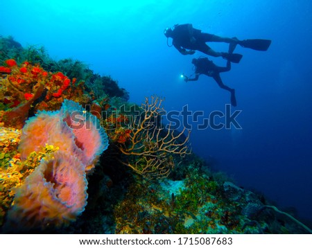 diving trip Mexico Playa Del Carmen - beautiful colors and caves Royalty-Free Stock Photo #1715087683